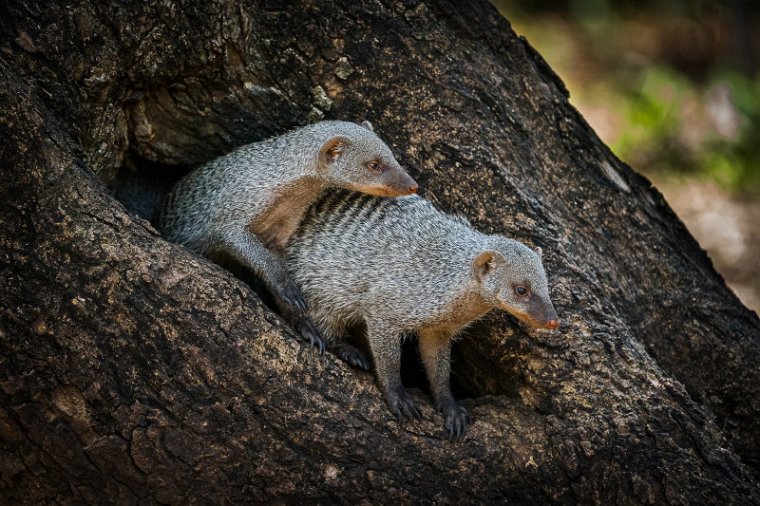 034 Botswana, Chobe NP, zebramangoesten.jpg